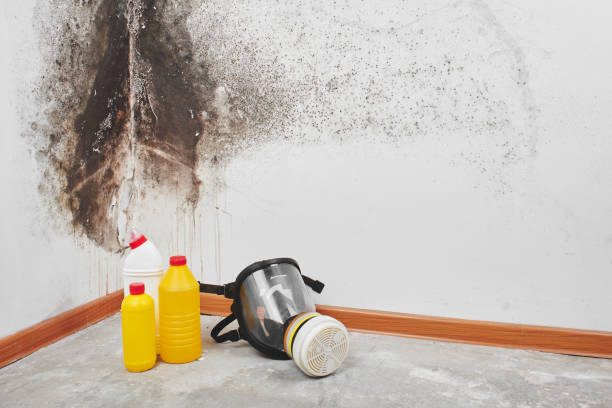 Best Attic Mold Removal  in Pine, AZ