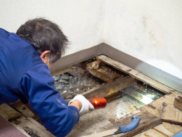 Pine, AZ Mold Removal Company