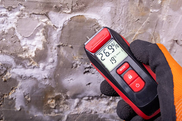 Best Local Mold Removal Service  in Pine, AZ