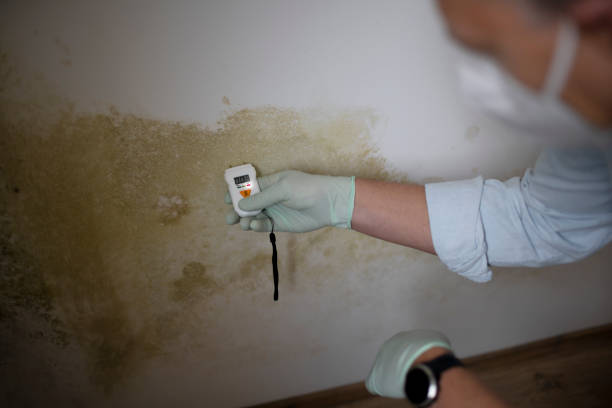 Crawl Space Mold Removal in Pine, AZ