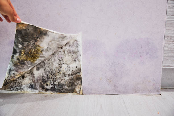 Best Toxic Mold Removal  in Pine, AZ